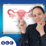Female reproductive system