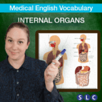 Internal Organs